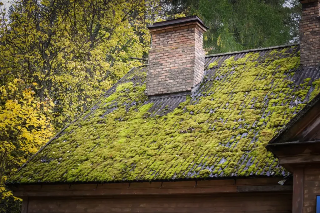 moss on roof